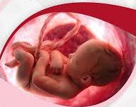 C:\Users\Dr.Ashoush\Desktop\New folder\baby in utero.jpg