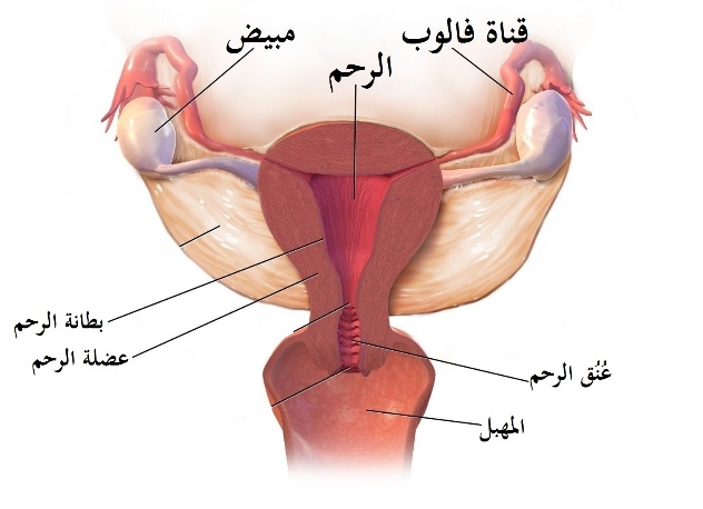 C:\Users\DR. Sherif\Desktop\corrected leaflets\ألام الدورة\ألام الدورة\3 عضلة الرحم.jpeg